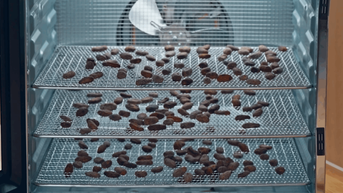 Fermented cacao beans in a dehydrator. 
